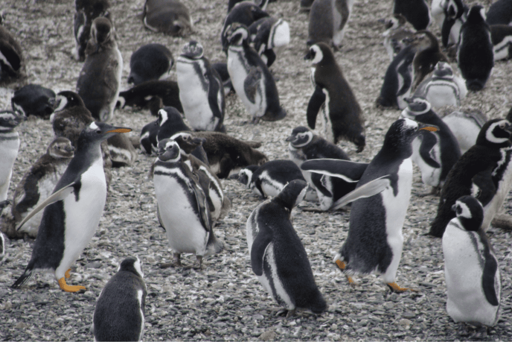 Colônia de pinguins na Isla Martillo, Terra do Fogo, Argentina.