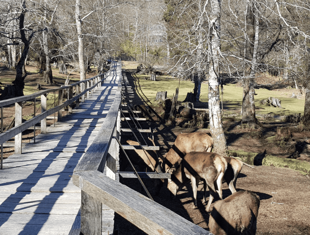 Passarelas dos Cervos na Reserva Biológica de Huilo Huilo, Patagônia 