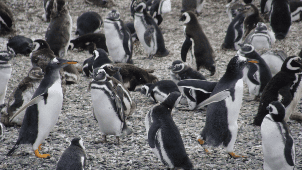 Colônia de pinguins-de-magalhães na Ilha Martillo, capturada durante uma navegação pelo Canal de Beagle.