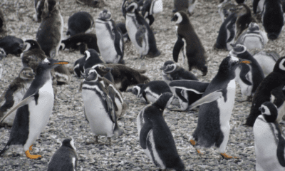 Colônia de pinguins-de-magalhães na Ilha Martillo, capturada durante uma navegação pelo Canal de Beagle.