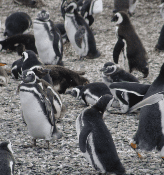 Colônia de pinguins-de-magalhães na Ilha Martillo, capturada durante uma navegação pelo Canal de Beagle.