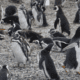 Colônia de pinguins-de-magalhães na Ilha Martillo, capturada durante uma navegação pelo Canal de Beagle.