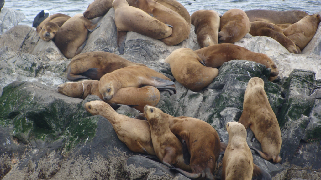 Leões-marinhos descansando em uma pequena ilha rochosa no Canal de Beagle.