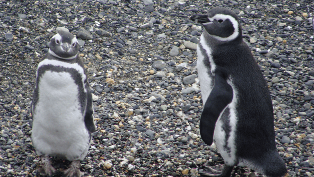 Pinguins-de-magalhães interagindo na praia da Ilha Martillo, Canal de Beagle.