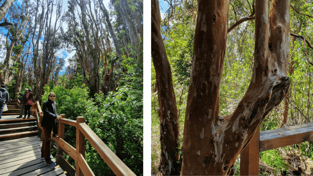 Bosque de Arrayanes em Villa la Angostura, com suas árvores únicas e atmosfera mágica, na província de Neuquén, Argentina.