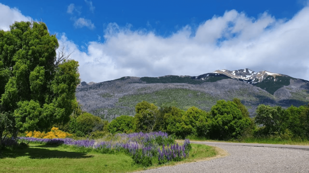 Paisagem primaveril no Parque Nacional Los Alerces, com flores silvestres no primeiro plano e montanhas ao fundo, na Patagônia Argentina.