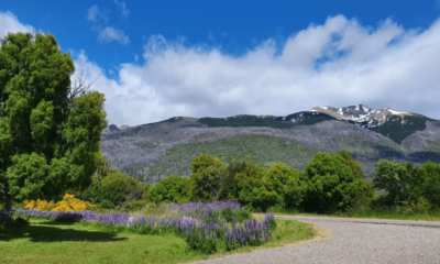 Paisagem primaveril no Parque Nacional Los Alerces, com flores silvestres no primeiro plano e montanhas ao fundo, na Patagônia Argentina.