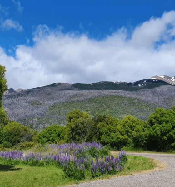 Paisagem primaveril no Parque Nacional Los Alerces, com flores silvestres no primeiro plano e montanhas ao fundo, na Patagônia Argentina.