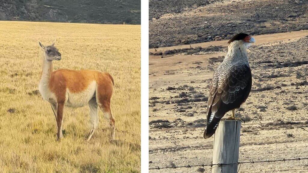 Montagem com dois animais da fauna patagônica: à esquerda, um guanaco em campo aberto; à direita, um carancho pousado observando a paisagem