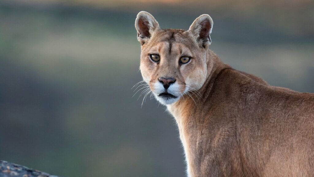Puma em ambiente natural no Parque Nacional Torres del Paine, observado em estado selvagem na paisagem patagônica