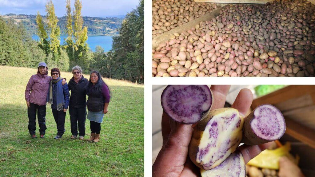 À esquerda, nós com a Sandra e a guia Pamela do Hotel Refugia; à direita as fotos do galpão rústico com batatas armazenadas e à direita em baixo, batatas chilotas cortadas mostrando cores variadas.