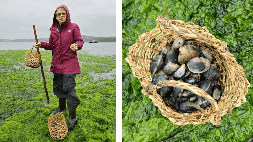Catar mariscos com enxadas e balaios na maré baixa em Chiloé, vivenciando a cultura local.